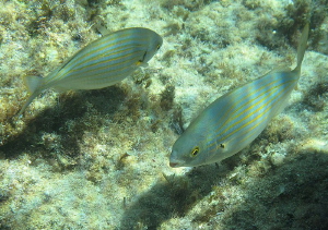 Salema (Sarpa salpa) 
Bouches de Bonifacio by Chris Krambeck 